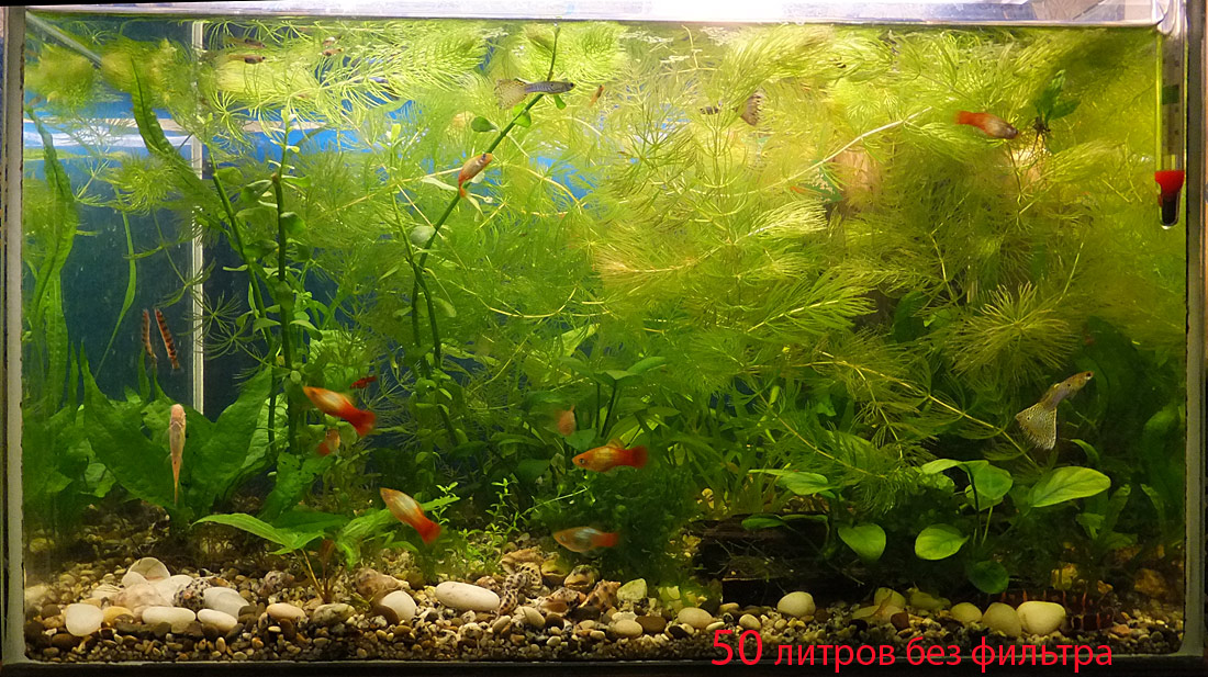 Рыбки которые живут без кислорода в аквариуме, которым не нужен компрессор и фильтр, фото