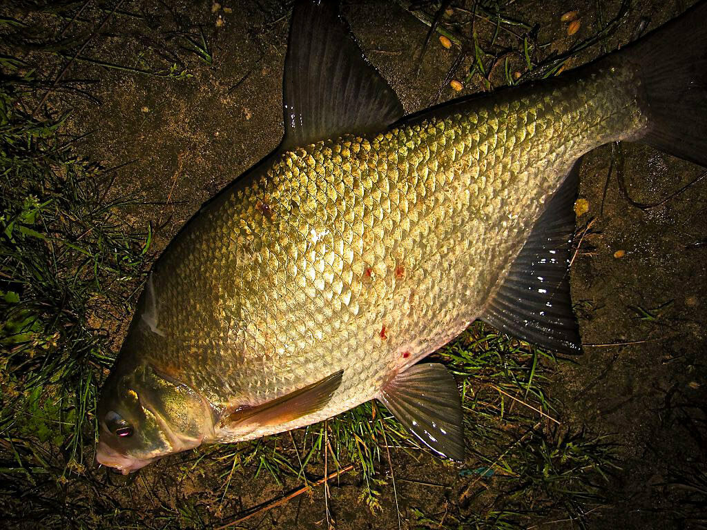 Ловля леща ночью: ночная рыбалка на поплавочную удочку, почему не ловится и выходит на мель, можно ли ловить леща вечером