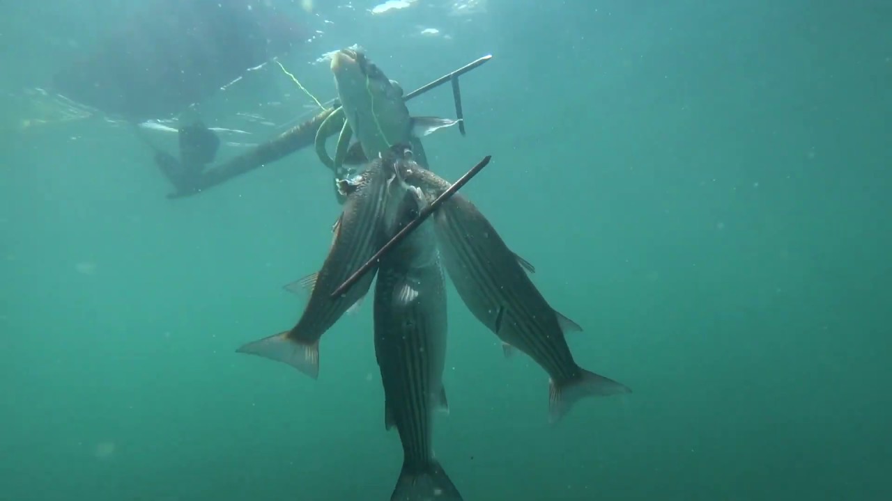 Видео подводная охота на горбыля. крым 2021. черное море. смотреть онлайн