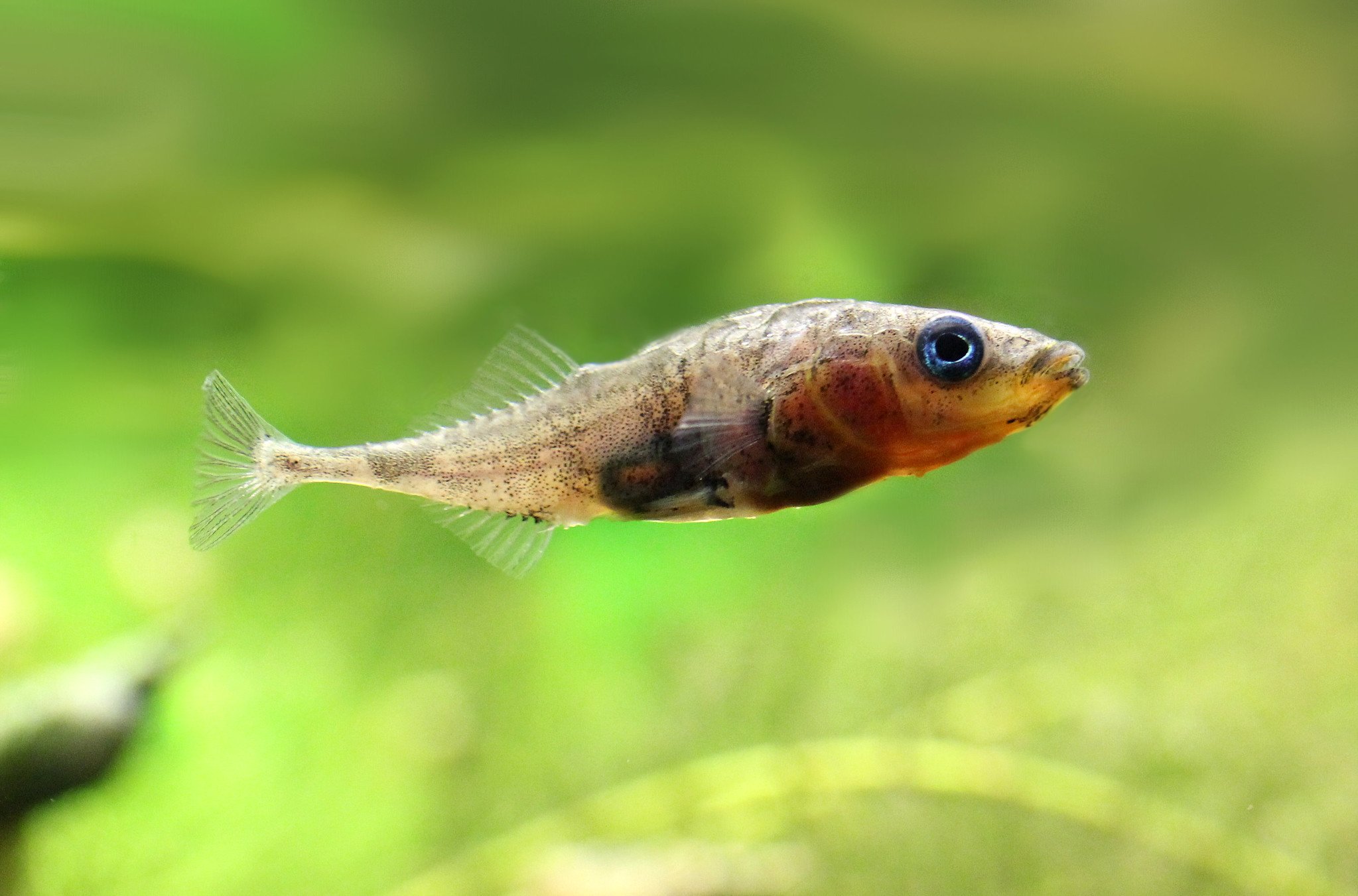 Знаменитая рыба колюшка: описание и среда обитания
