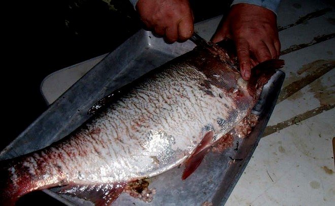 Толстолобик - подробное описание рыбы: где обитает, чем питается