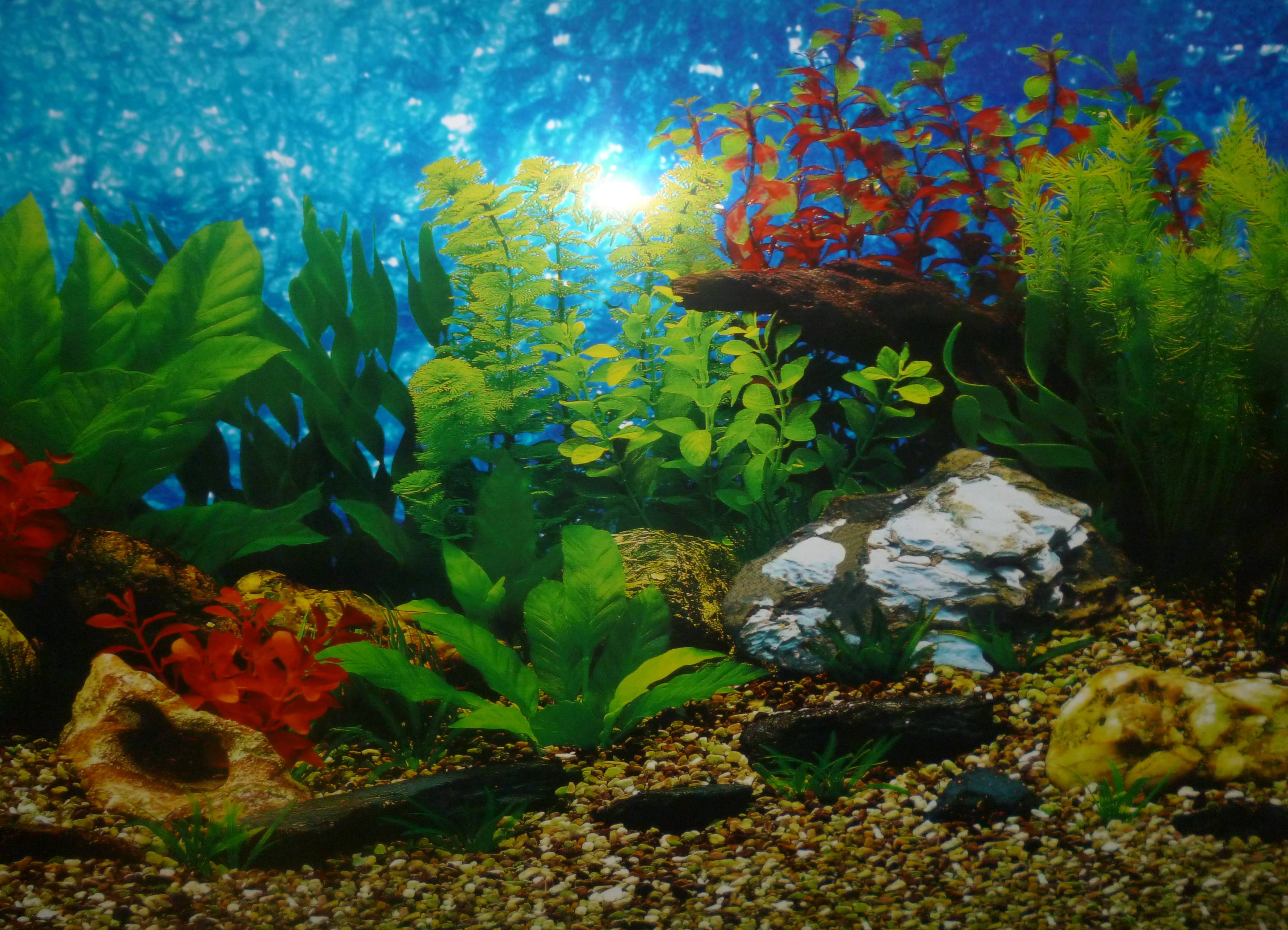 Задний фон аквариума: оформление поверхности стенки своими руками, разновидности аквариумных композиций