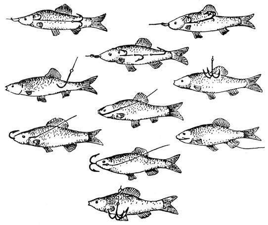 Живец (малек) для рыбалки: о ловле на живца, способах добычи, разведения, хранения и насаживания на крючок - fishingwiki