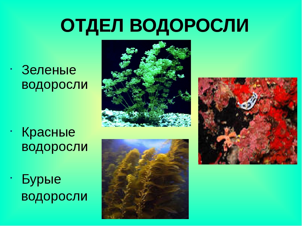 Почему на стенках аквариума появляется зелень: что делать