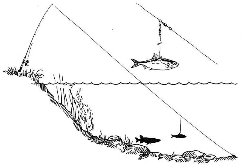 Ловля линя - на что и как ловить, особенности рыбалки