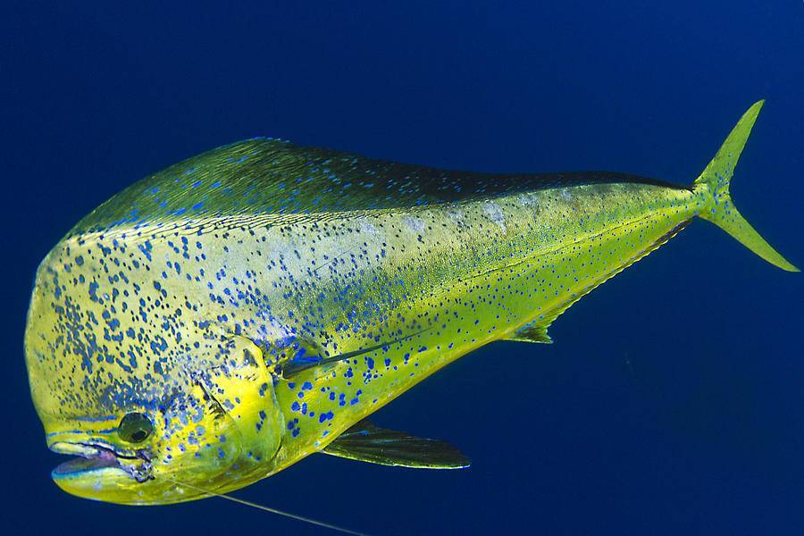 Тарань фото и описание – каталог рыб, смотреть онлайн