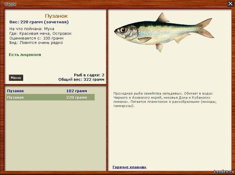 Рыба «Пузанок» фото и описание