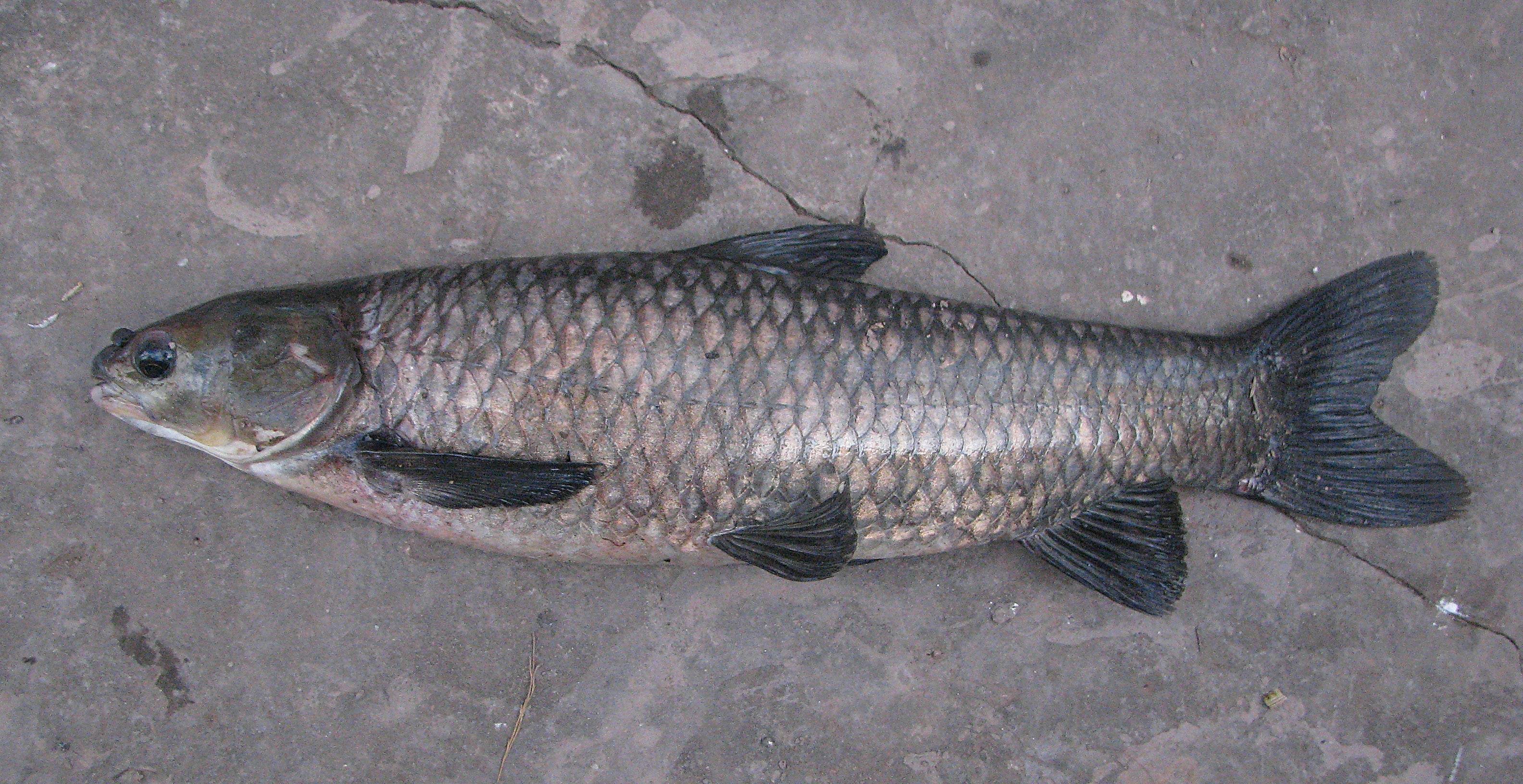 Белый амур: рыба костлявая или нет, вкусовые качества, полезные свойства карпа