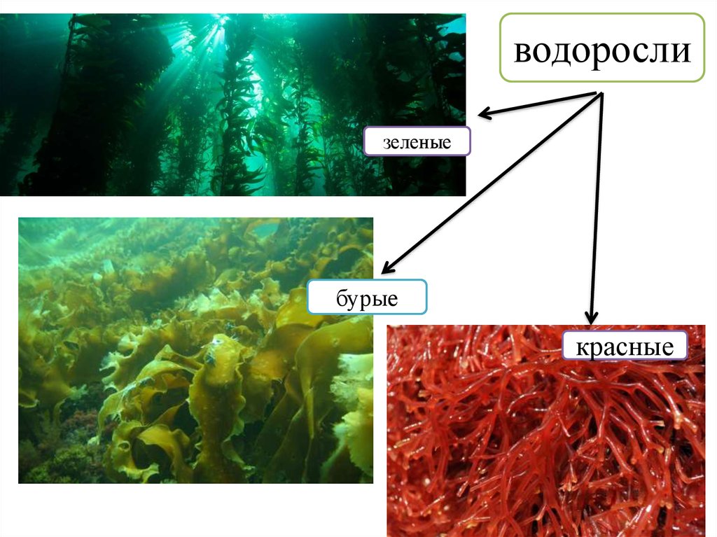 Виды водорослей названия и фото