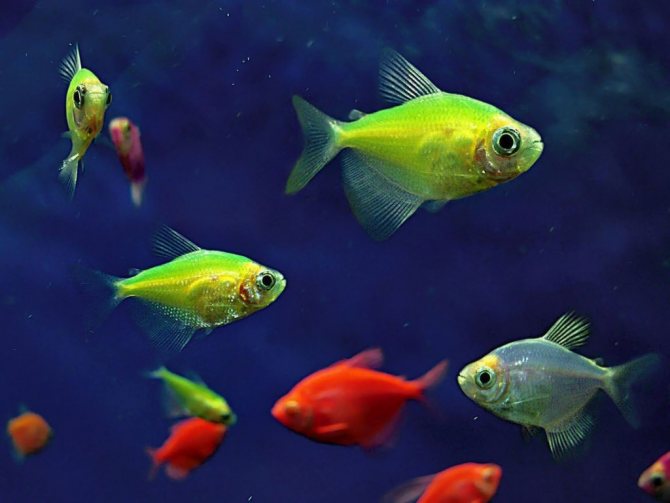 Совместимость аквариумных рыбок: таблицы видов, какие рыбы могут жить вместе в одном аквариуме, фото и названия