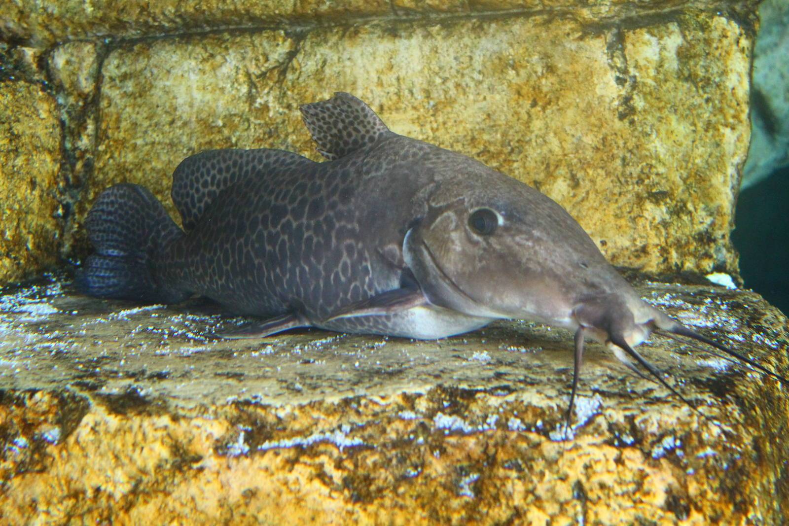 Сомики аквариумные: виды и условия содержания