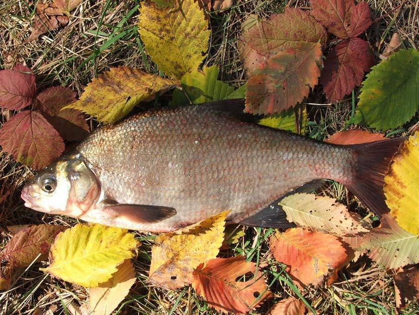 Синец фото и описание – каталог рыб, смотреть онлайн
