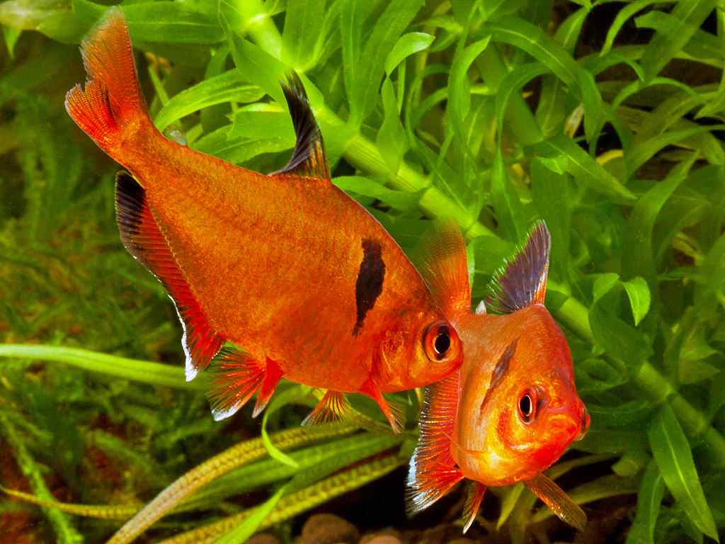 Орнатус: красивая неприхотливая рыбка для вашего аквариума