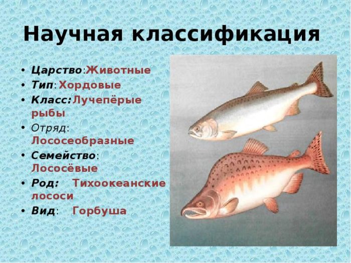 Горбуша морская или речная рыба: где водится в море или реке, чем питается эта рыба, где обитает в россии