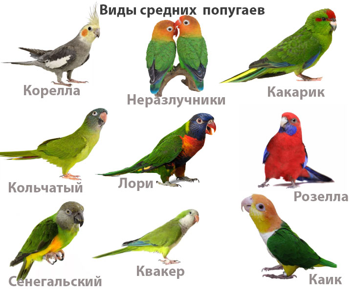 Окрасы волнистых попугаев (фото)