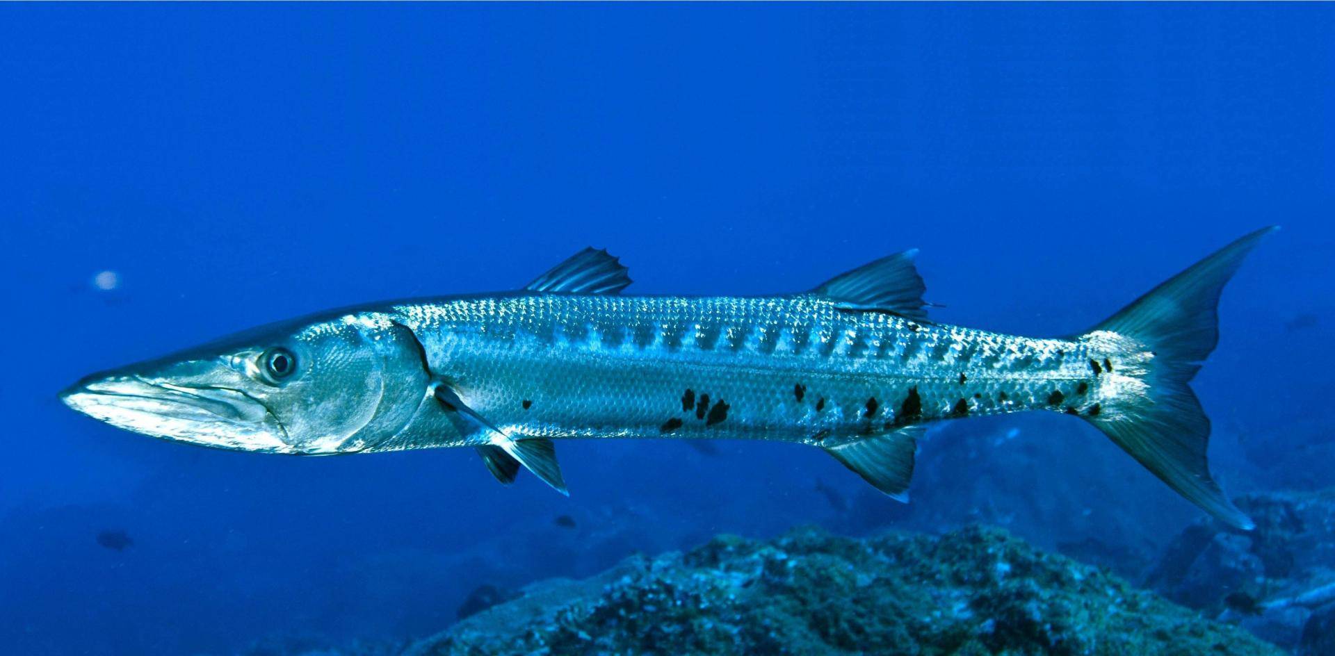 Барракуда рыба. образ жизни и среда обитания барракуды