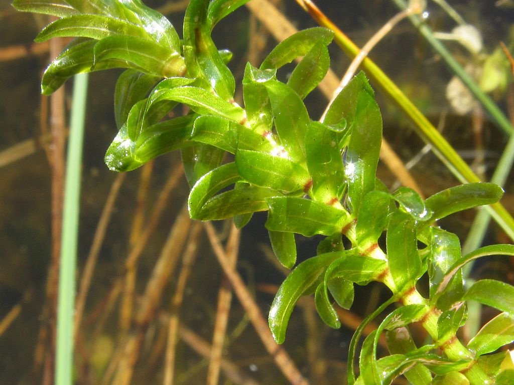 Аквариумное растение элодея: выращивание, размножение, фото