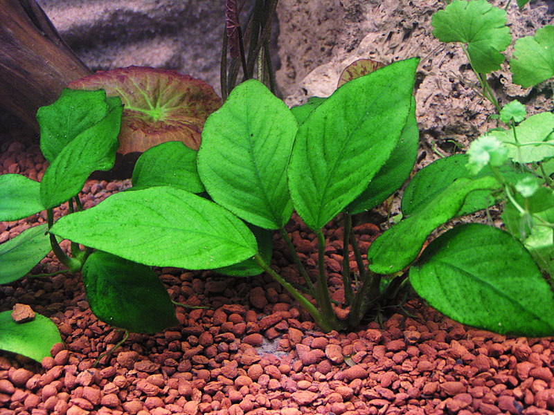 Миниатюрное растение анубиас нана