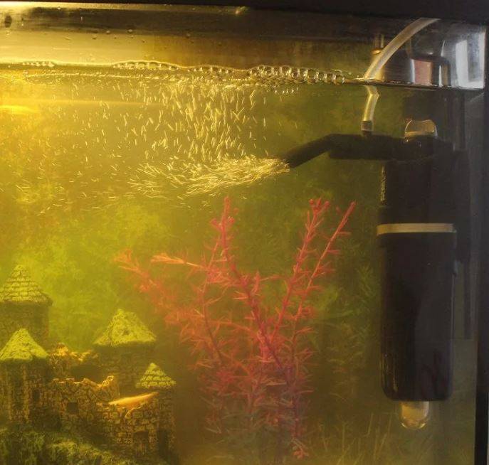 Как почистить аквариум в домашних условиях: 7 важных правил