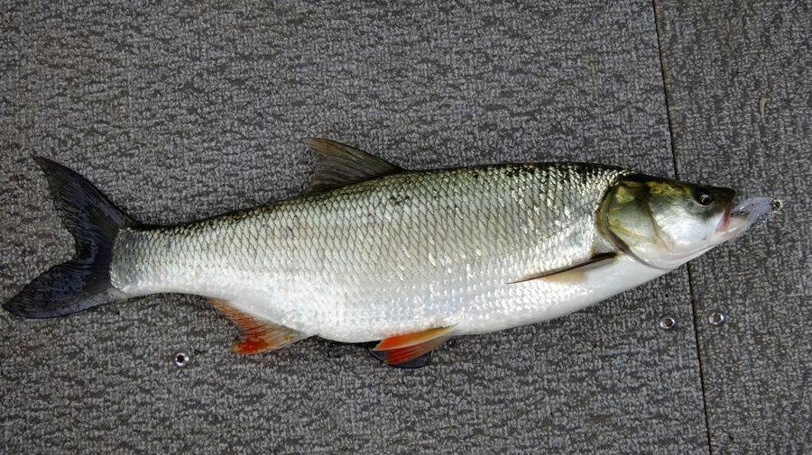 Рыба жерех: фото, особенности и ловля разными способами
