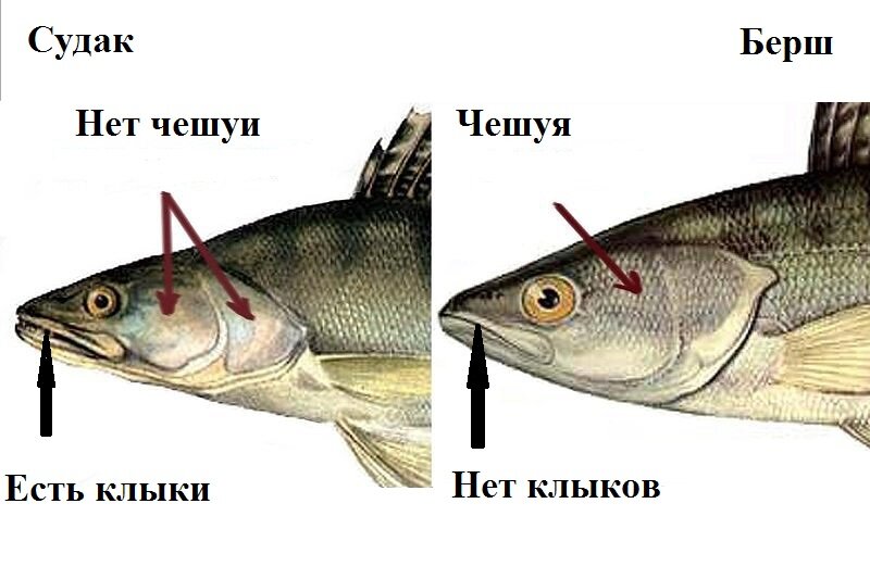 Берш: рыба берш фото и описание, нерест, способы ловли, образ жизни, приманки, прикормки