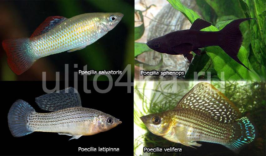 Моллинезия размножение: мальки, беременность, роды, разведение (нерест) аквариумной рыбки, чем кормить в домашних условиях