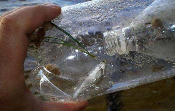Как сделать ловушку для мелкой рыбы из пластиковых бутылок (малечница, малявочница)