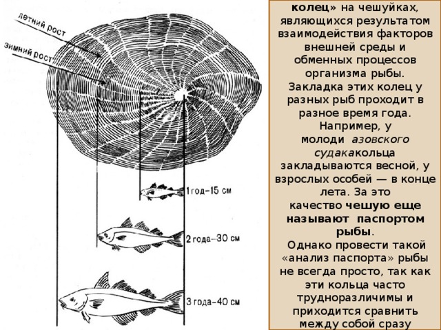 Как определить возраст рыбы
