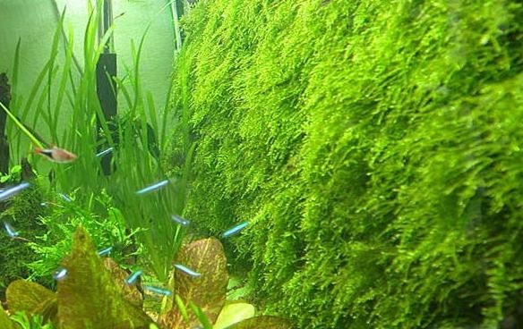 Заселяем аквариум яванским мхом. яванский мох в аквариуме: содержание, фото :: syl.ru