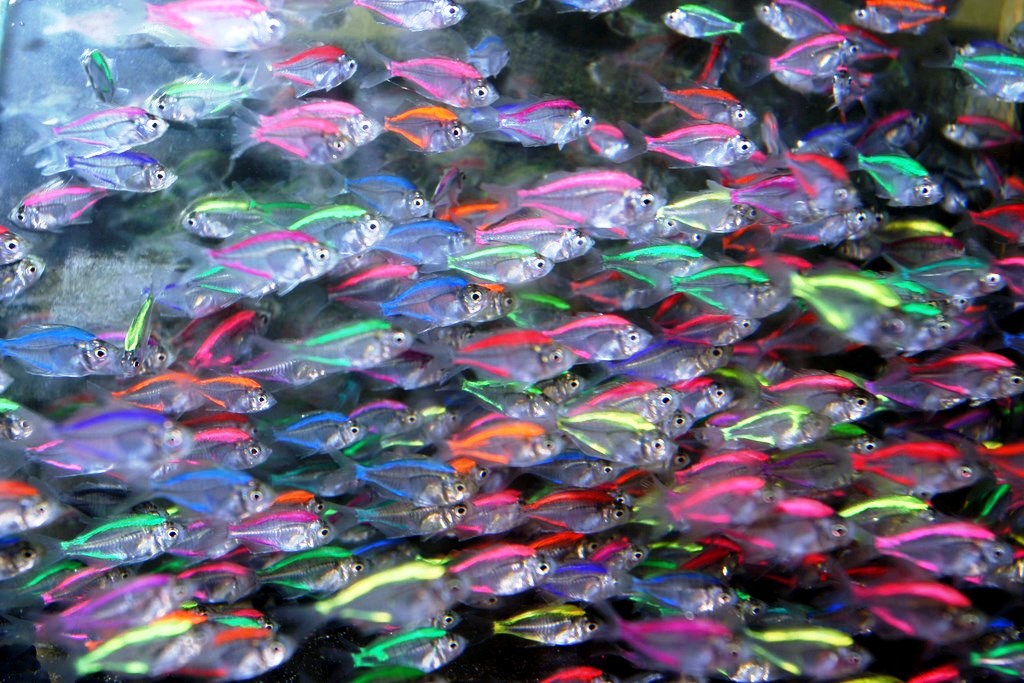 Прозрачный стеклянный окунь: особенности содержания необычной рыбки