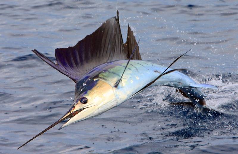 Рыба парусник: внешний вид, особенности питания и поведения в воде, промысел