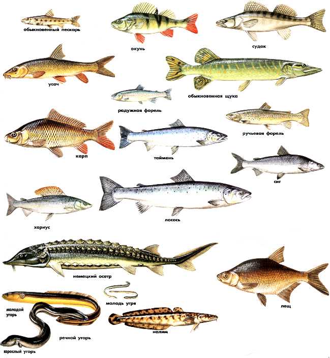 Морские рыбки для аквариума: виды, фото и описание
морские рыбки для аквариума: виды, фото и описание