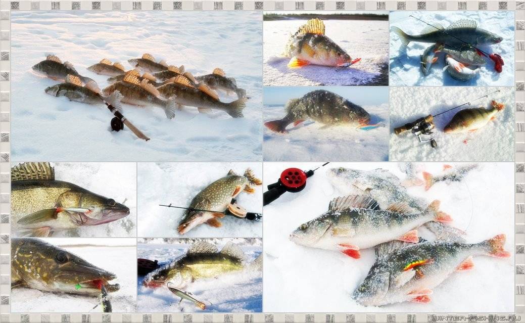 Зимняя блесна на окуня: 10 лучших для зимней рыбалки