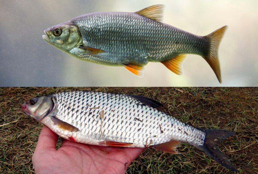 Рыба чебак: чем отличается от плотвы и как выглядит