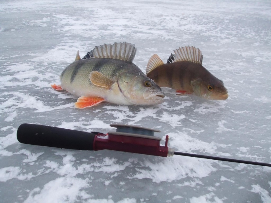 Зимняя рыбалка на окуня: какие снасти применять и на что ловить