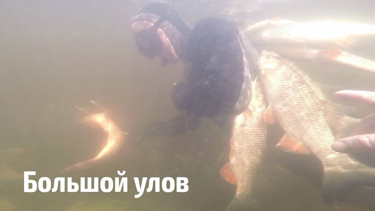 Рыба «калуга» фото и описание