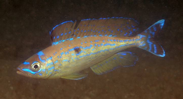 Карась-многозуб морской фото и описание – каталог рыб, смотреть онлайн
