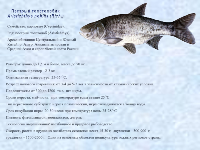 Рыба толстолобик: как выглядит, где водится, какой у нее максимальный вес и пищевая ценность