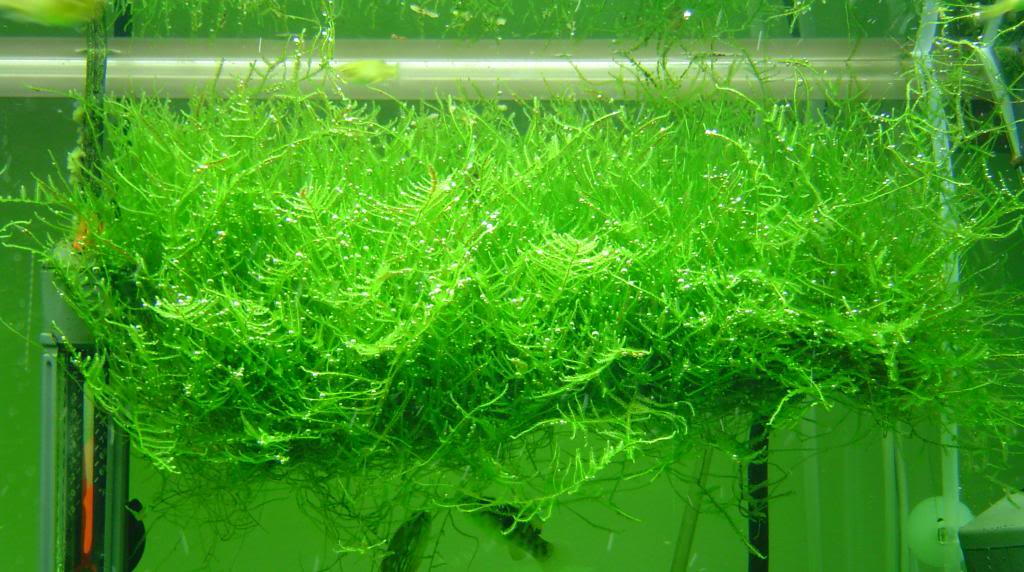 Как вырастить яванский мох в аквариуме: фото, посадка и содержание