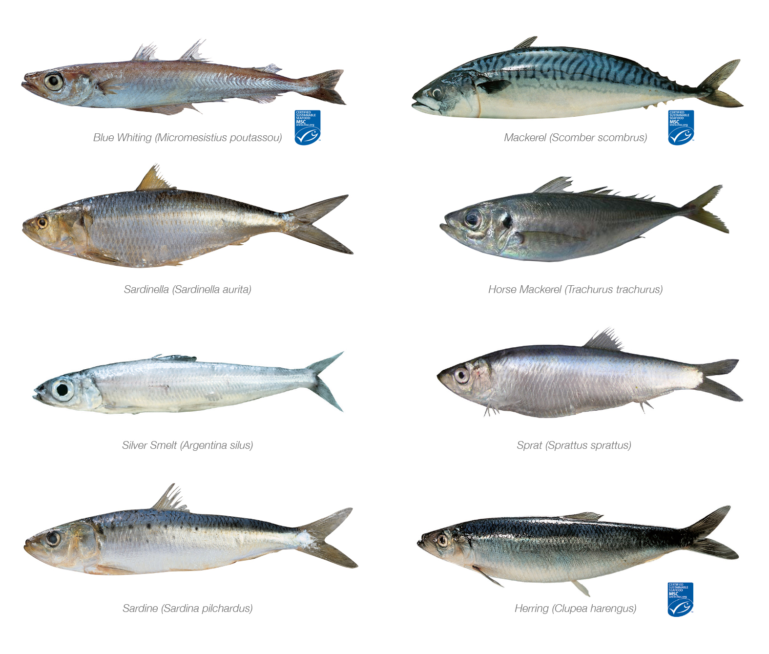 У скумбрии например прямое и гладкое. Черноморско-Азовская проходная сельдь. Рыба семейства скумбриевых макрель. Тунцовая макрель. Скумбрия семейство скумбриевых.