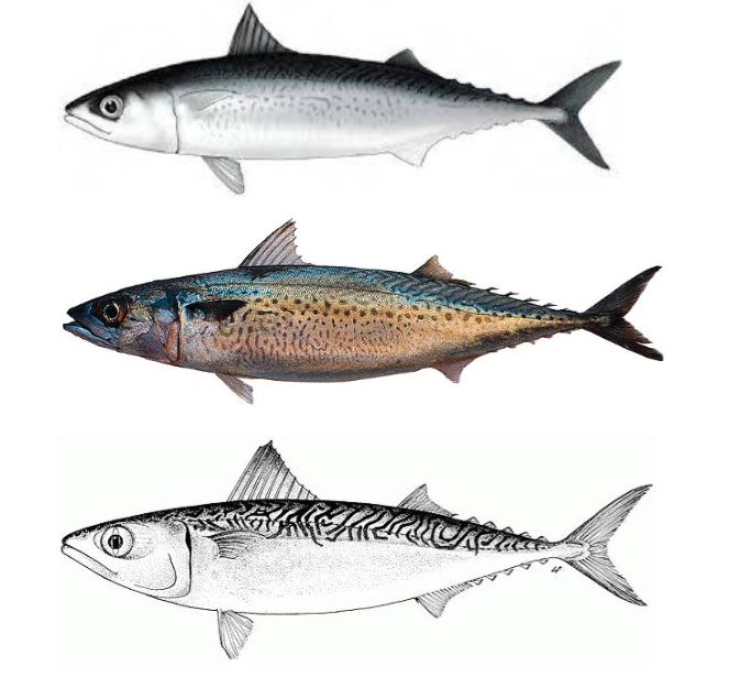 Скумбрия: что за рыба, где водится, фото, калорийность, польза, как приготовить и вред