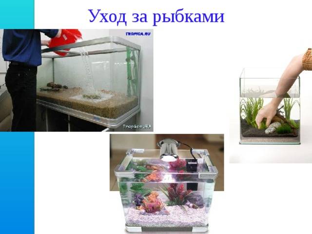 Краткая инструкция по уходу и содержанию за аквариумными рыбками – сайт об аквариумистике