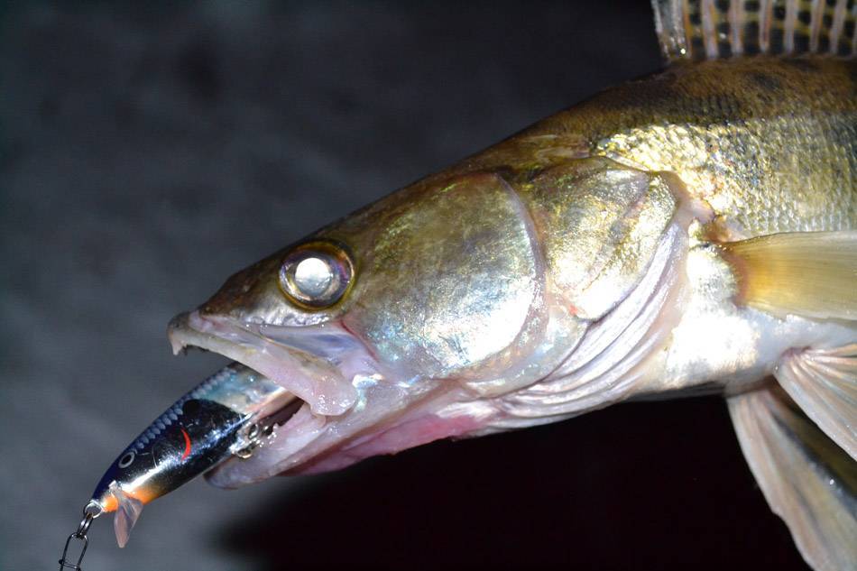 Ловля судака ночью: особенности рыбалки на воблеры в темноте