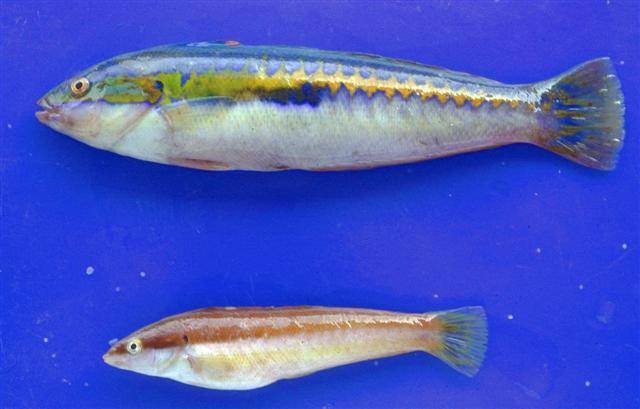 Морские аквариумные рыбы в аква лого: список видов с фотографиями