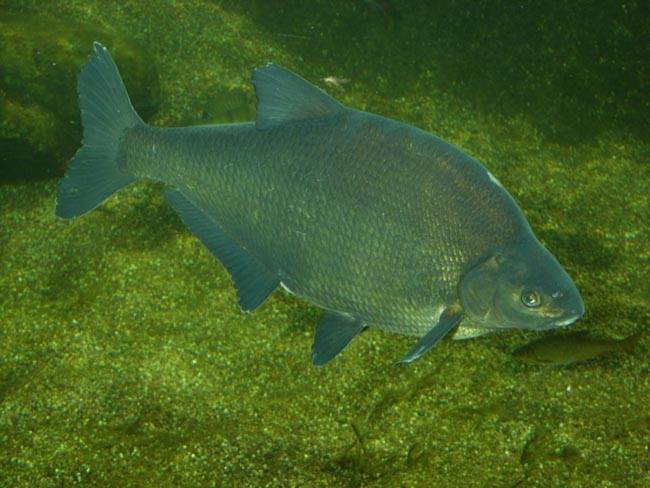 Рыба синец: что собой представляет и среда его обитания, способы питания и размножения, вкусовые свойства