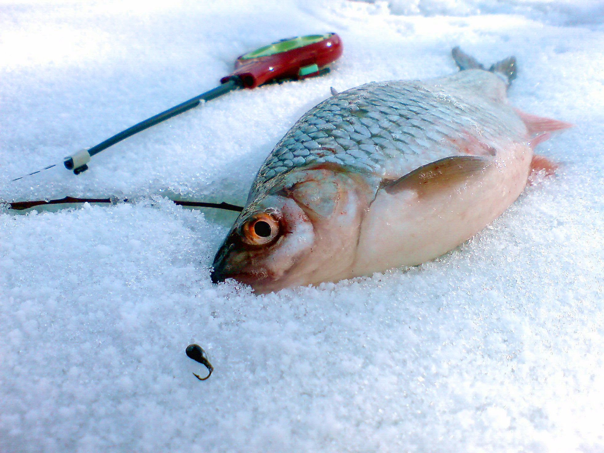 Тактика зимней рыбалки на чебака и подготовка снастей