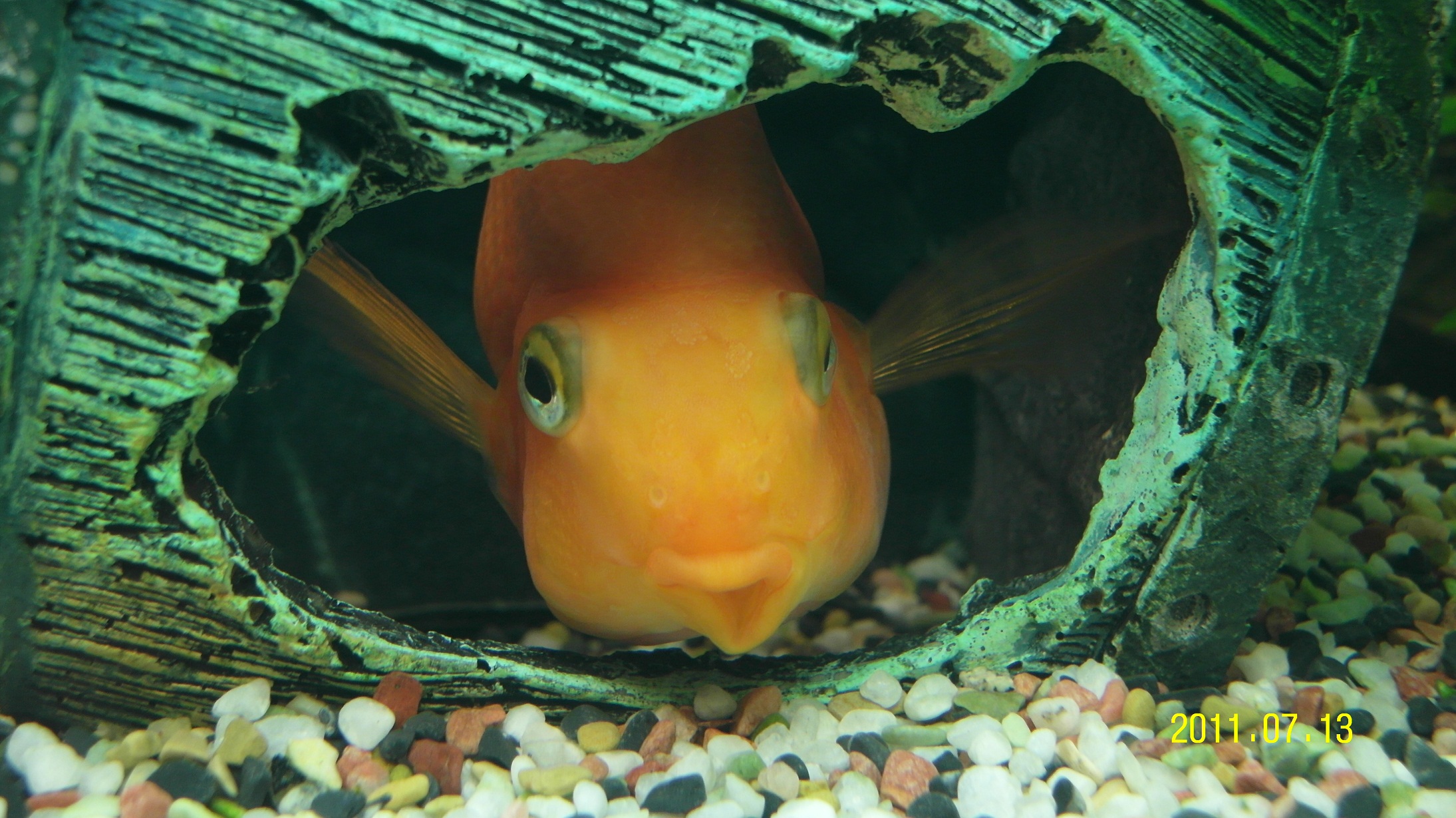 Как спят рыбы в аквариуме ночью: фото, видео