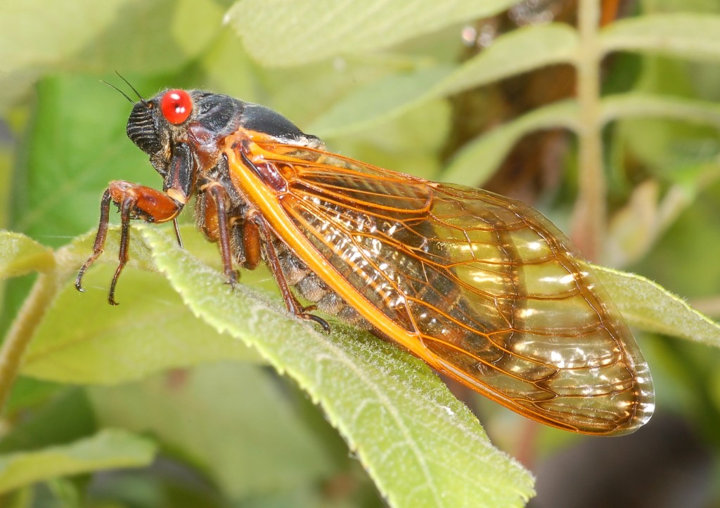 Цикада насекомое. описание, особенности, виды, образ жизни и среда обитания цикады | живность.ру