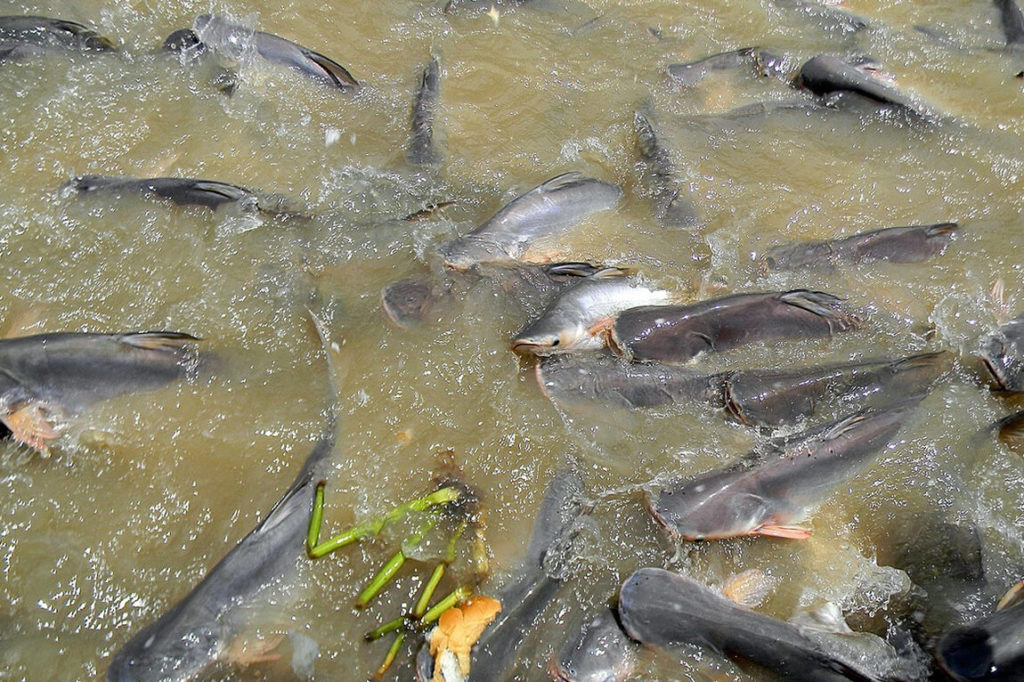 Пангасиус — среда обитания, как выращивают, возможный вред и польза рыбы