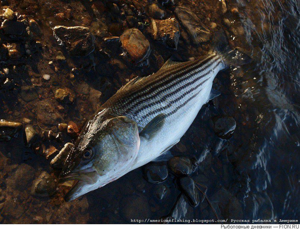 Верхогляд фото и описание – каталог рыб, смотреть онлайн